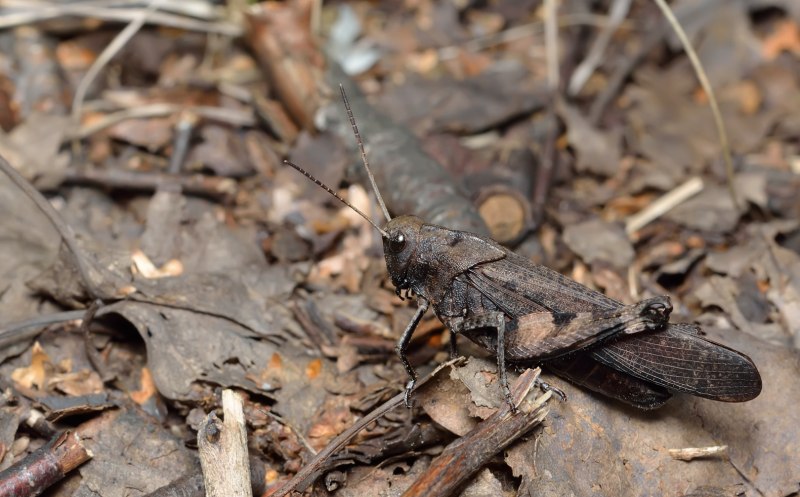 Огнёвка трескучая Psophus stridulus