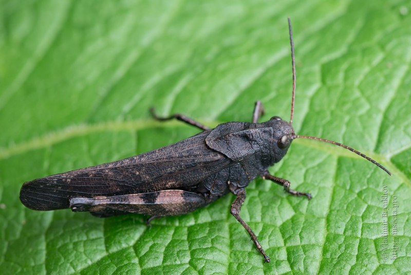 Calliptamus italicus