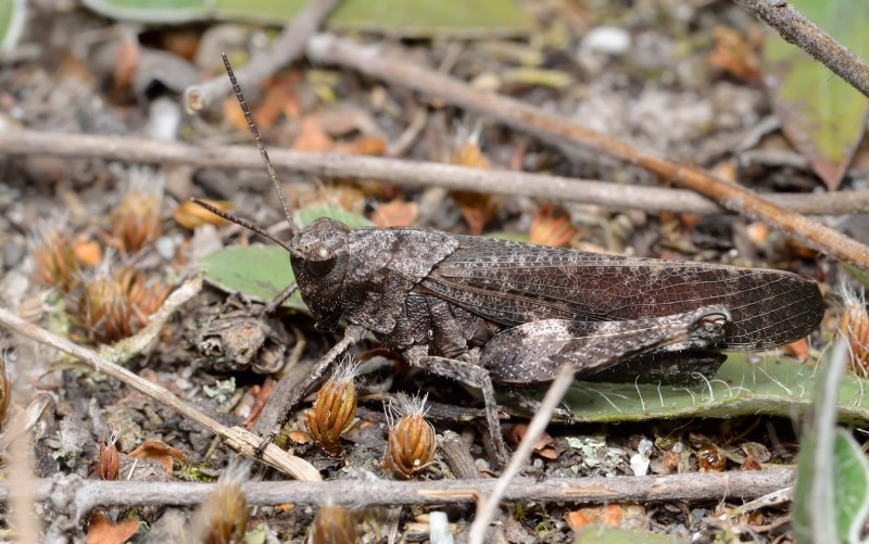 Кобылка трескучая – Psophus stridulus