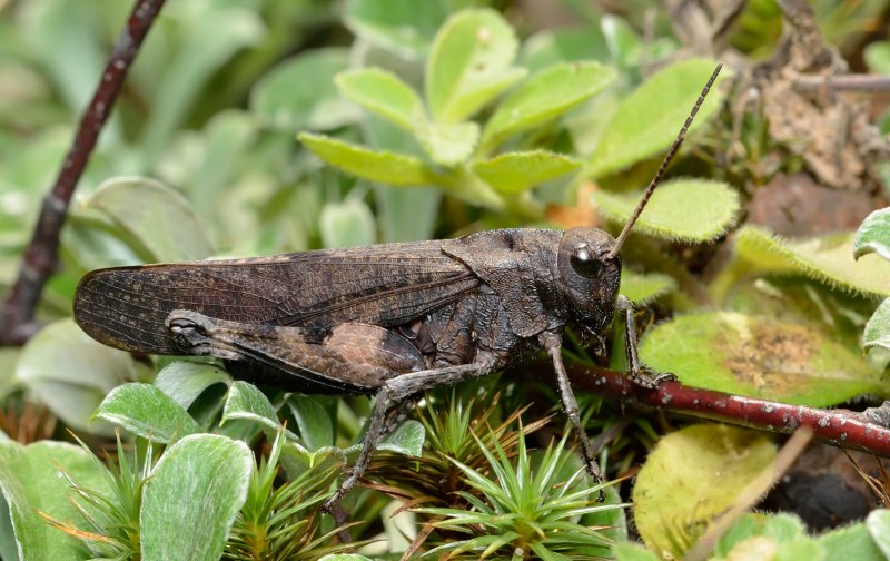 Кобылка трескучая – Psophus stridulus
