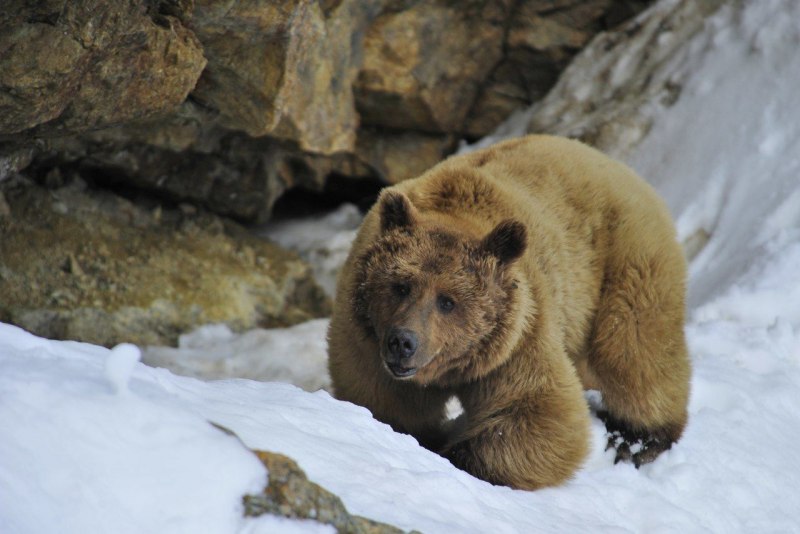 Кавказский медведь (68 фото)