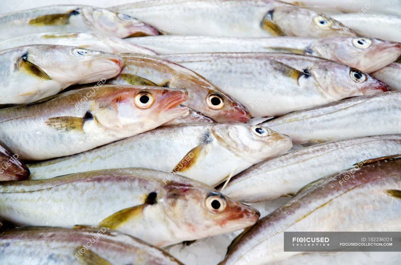 Coal Fish
