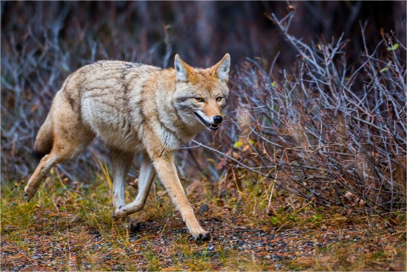 Луговой волк canis Latrans