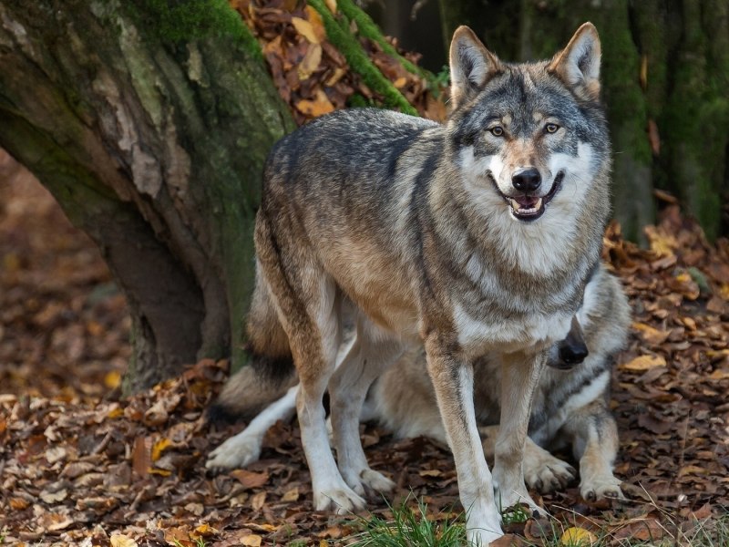 Canis Lupus (Wolf)