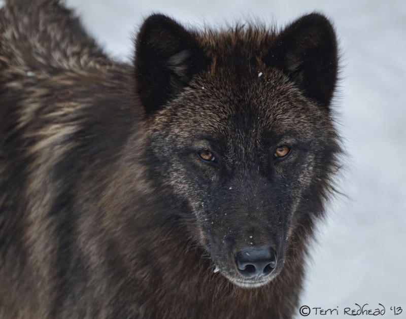 Волк canis Lupus