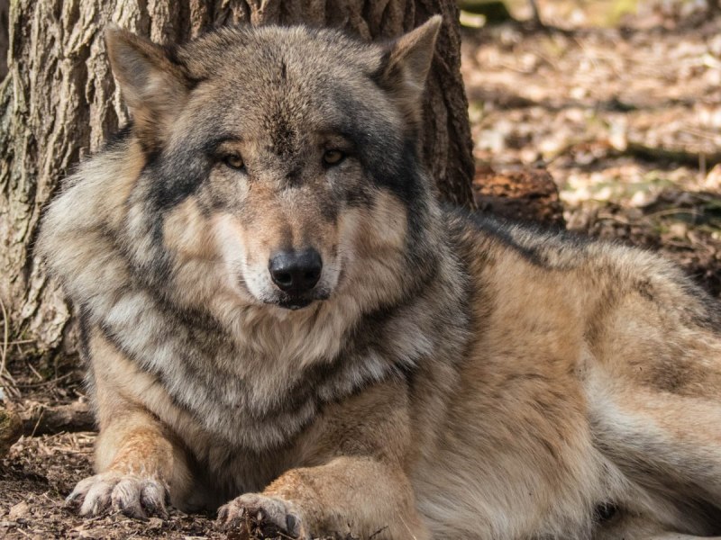 Волк Эдварда canis edwardii