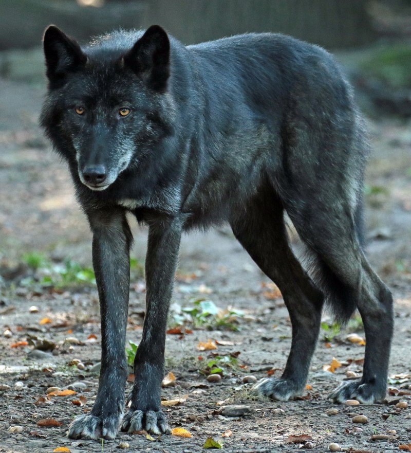 Волк обыкновенный (canis Lupus)