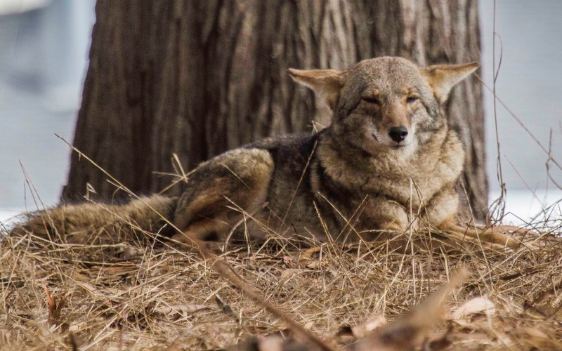 Canis Lupus crassodon