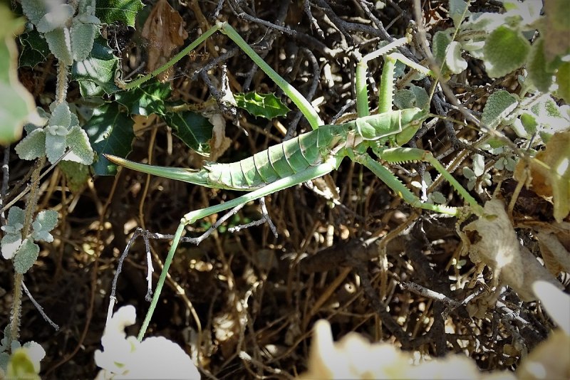 Decticus verrucivorus