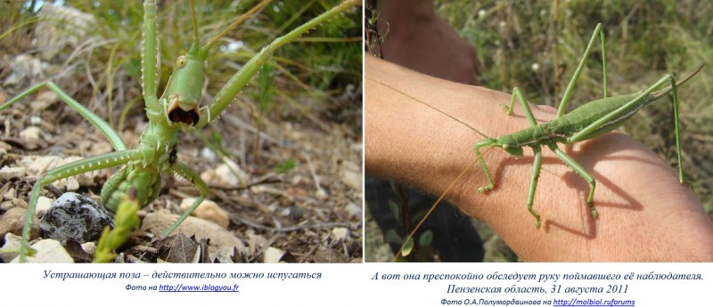 Крупный кузнечик Степная Дыбка