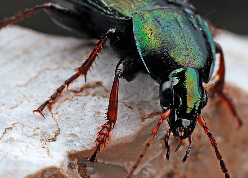 Bipalpus Hudsoni где обитает