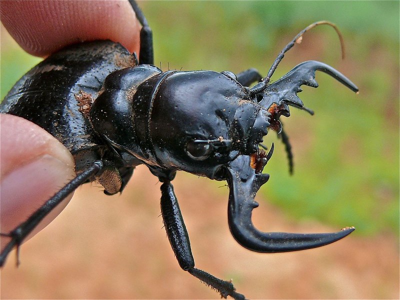 Tiger Beetle (Cicindela hybrida)
