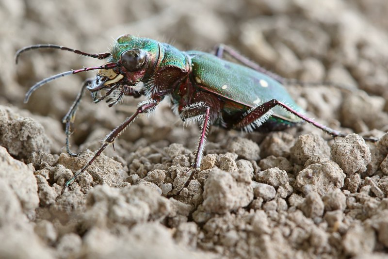 Скакун-межняк (Cicindela hybrida)