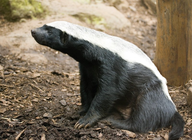 Honey Badger медоед