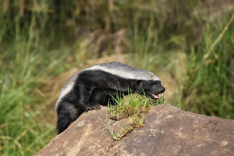 Honey Badger арт