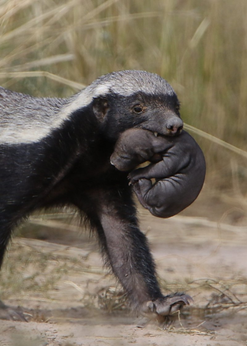 Honey Badger медоед