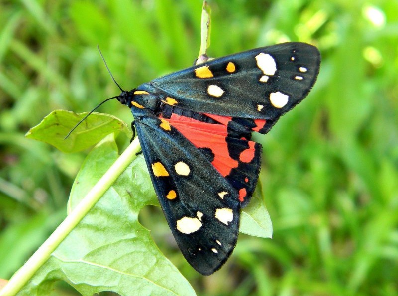 Медведка обыкновенная Gryllotalpa Gryllotalpa