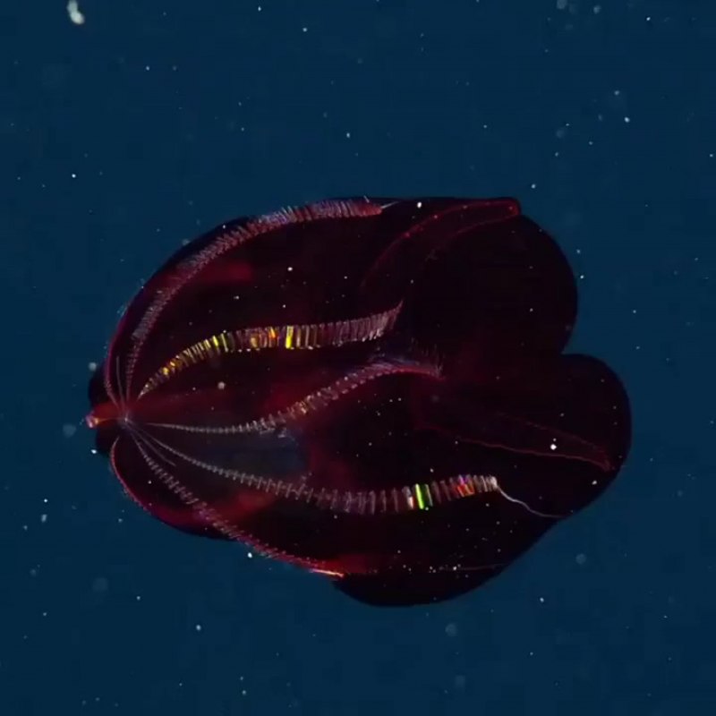 Duobrachium sparksae