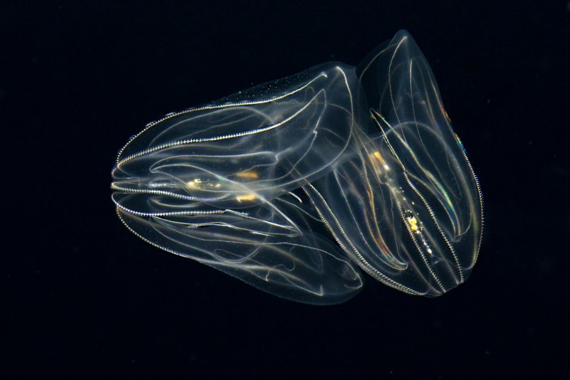 Mnemiopsis leidyi