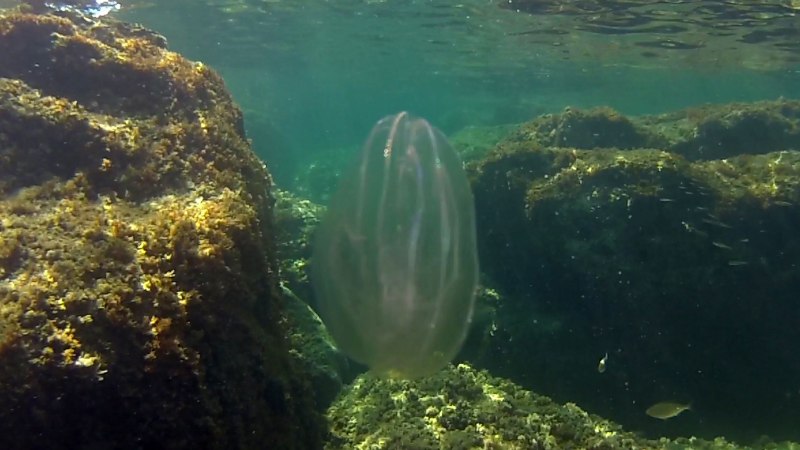 Comb Jelly