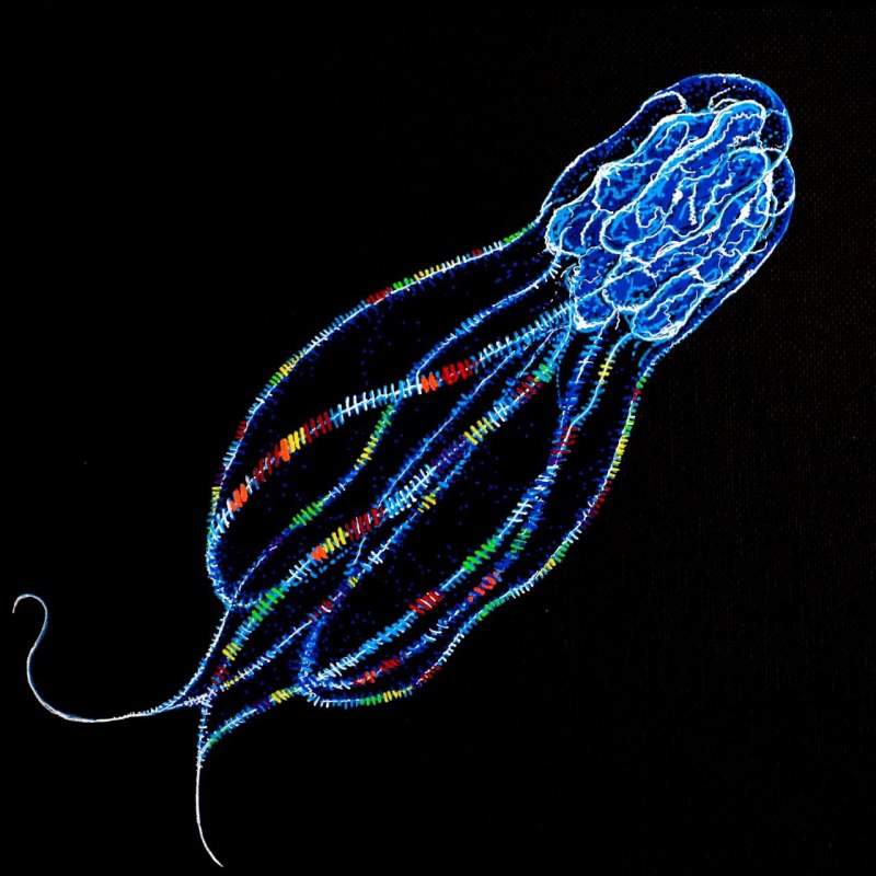 Медуза гребневик (69 фото)