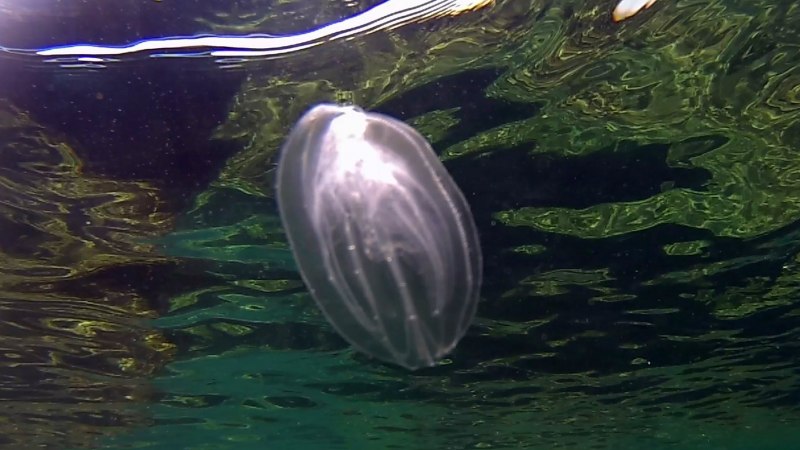 Мнемиопсис в Азовском море