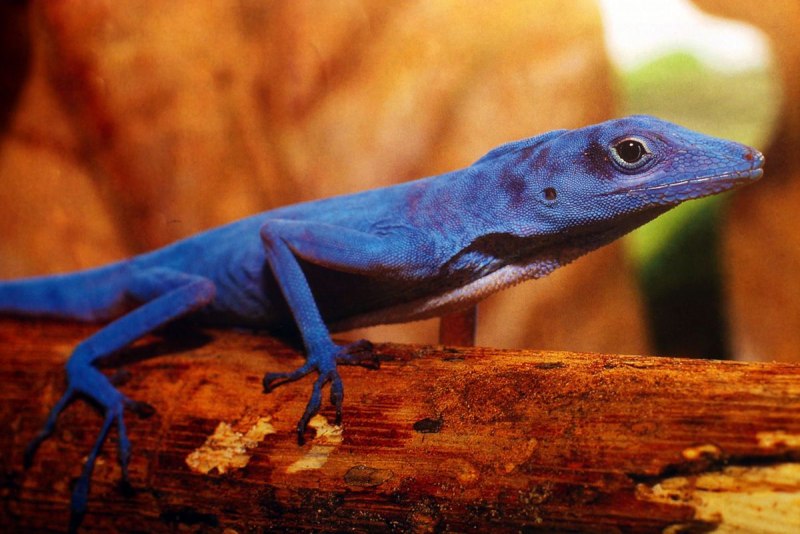 Анолис-Горгона (Anolis gorgonae)