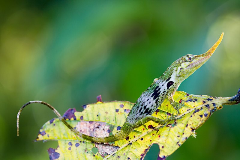 Anolis Lizards