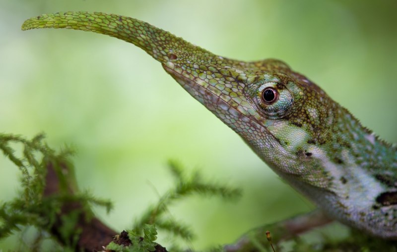 Анолис кубинский Anolis Bartschi