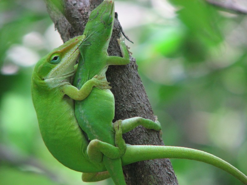 Anolis ALTAE
