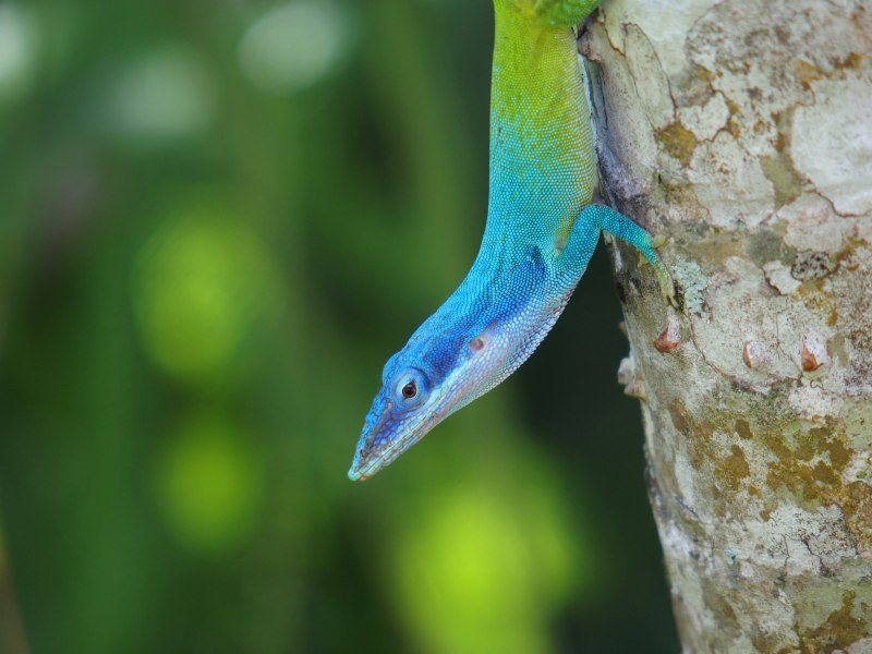 Анолис Аллисона Anolis allisoni