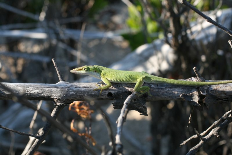 Анолис-Горгона (Anolis gorgonae)