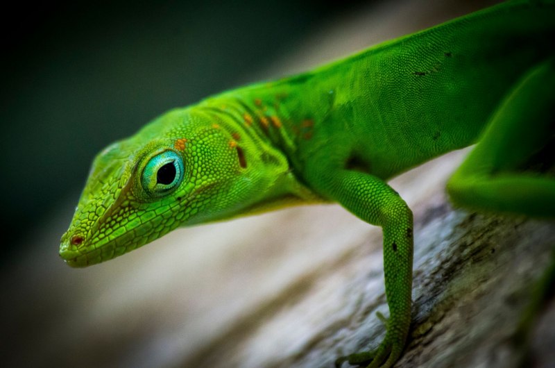 Анолис марморатус (Anolis marmoratus)