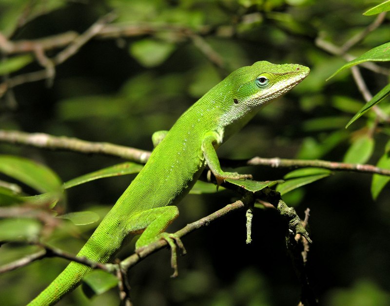 Anolis sagrei