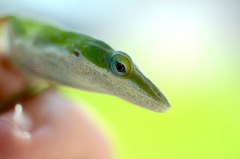 Ящерица вида Anolis cuscoensis