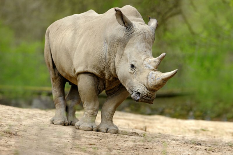Северный белый носорог (72 фото)