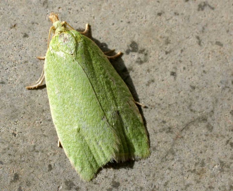 Дубовая зеленая листовертка (Tortrix viridana)