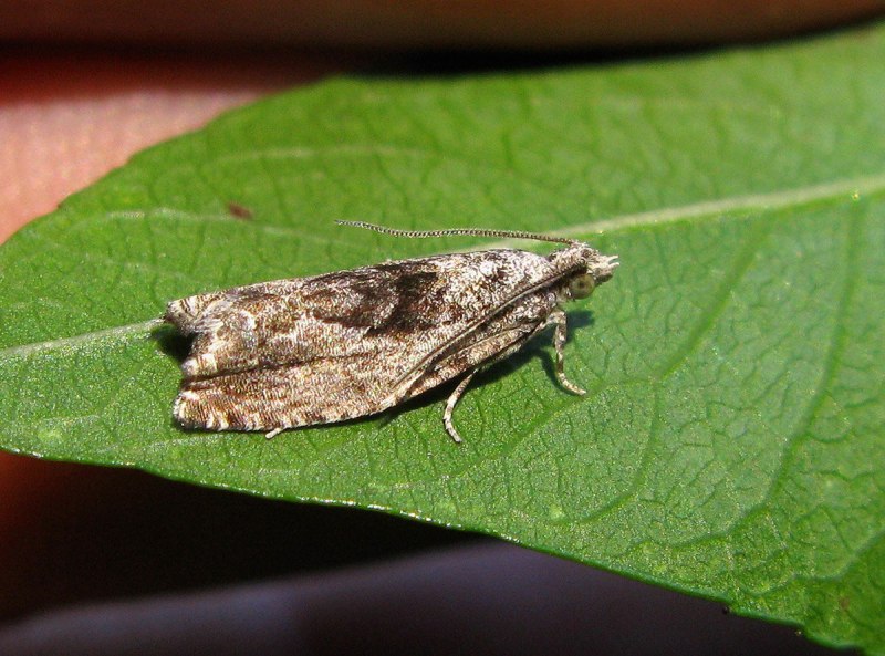 Листовертка плодовая Archips variegana