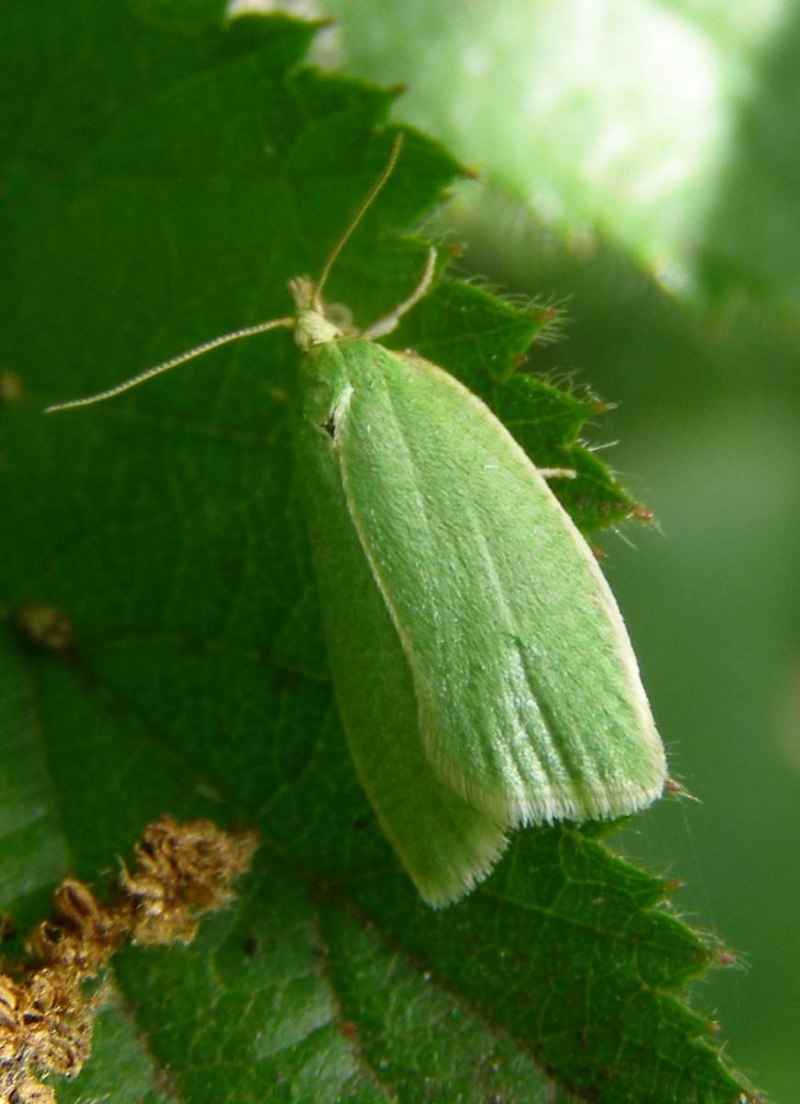 Листовертка дубовая (Tortrix viridana)