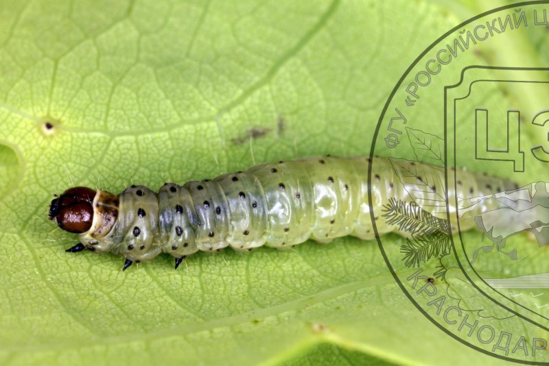 Tortrix viridana