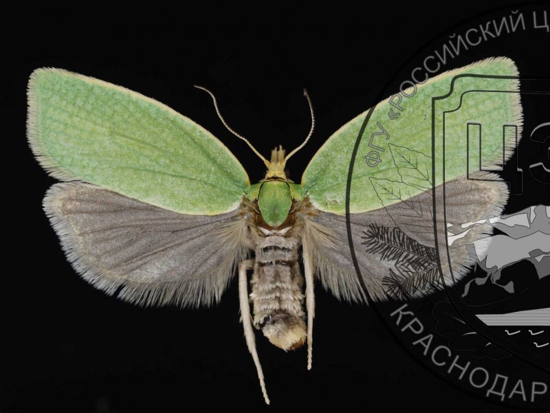 Листовёртка Acleris umbrana