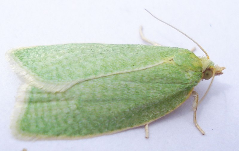 Tortrix viridana (Linnaeus, 1758)