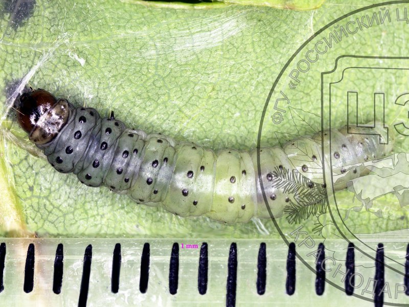 Adoxophyes Orana листовертка сетчатая