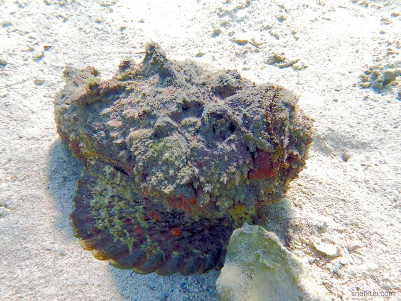 Synanceia verrucosa