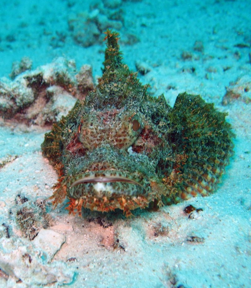 Synanceia verrucosa