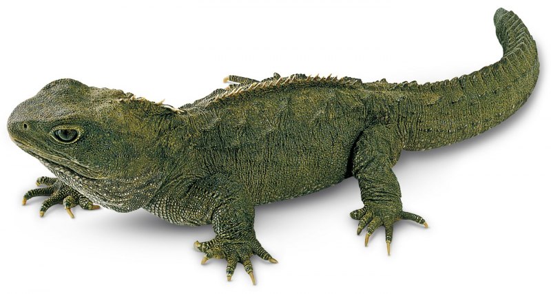 Гаттерия (туатара), Sphenodon punctatus
