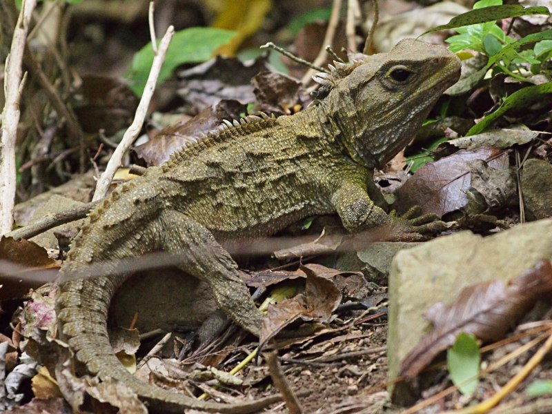 Гаттерия (туатара), Sphenodon punctatus
