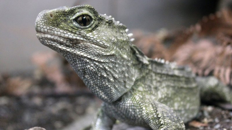 Гаттерия Sphenodon punctatus