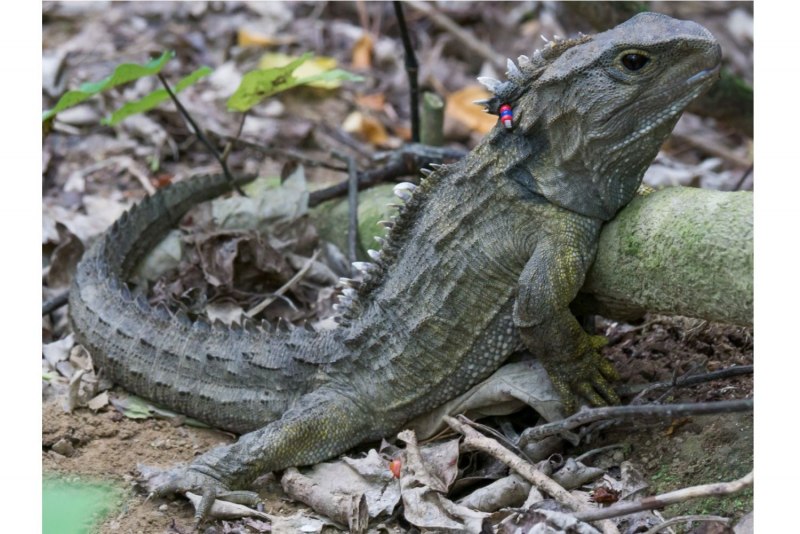 Гаттерия Sphenodon punctatus
