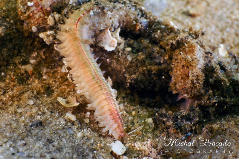 Полихета Phyllodoce